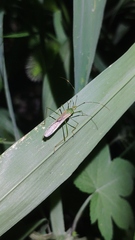 Leptocorisa chinensis