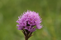 Traunsteinera globosa