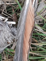Phaps elegans