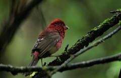 Carpodacus vinaceus