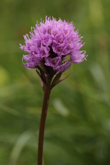 Traunsteinera globosa