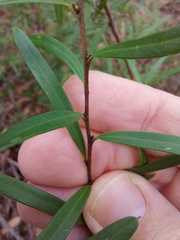 Grevillea diffusa