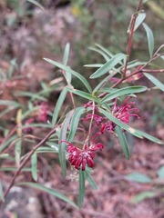 Grevillea diffusa