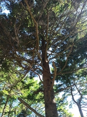 Abies sachalinensis