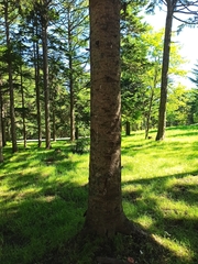 Abies sachalinensis
