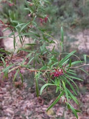 Grevillea diffusa