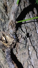 Trirachys orientalis