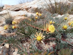 Leucadendron cadens