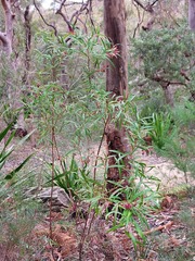Grevillea diffusa