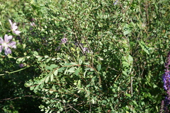 Spiraea hypericifolia
