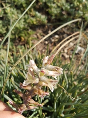Lachenalia bowkeri