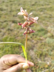 Lachenalia bowkeri