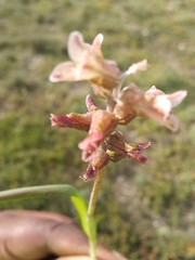 Lachenalia bowkeri