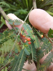 Austroacacidiplosis botrycephalae