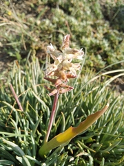 Lachenalia bowkeri
