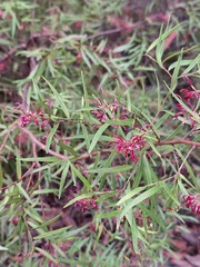 Grevillea diffusa