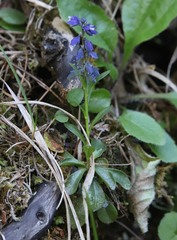 Polygala amara brachyptera