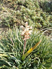 Lachenalia bowkeri