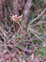 Grevillea sphacelata