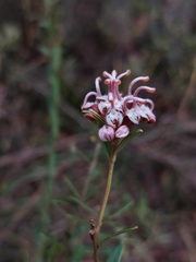 Grevillea sphacelata