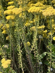 Helichrysum kraussii