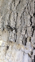 Trirachys orientalis