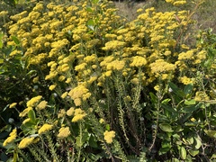 Helichrysum kraussii