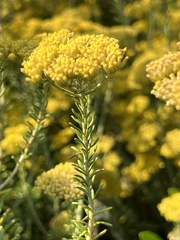 Helichrysum kraussii