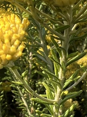 Helichrysum kraussii