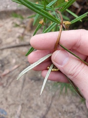 Phebalium squamulosum