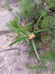 Phebalium squamulosum