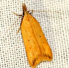 Acompsia schmidtiellus