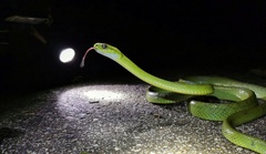 Boiga cyanea