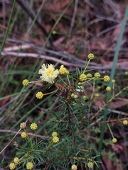Acacia echinula