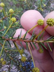 Acacia echinula