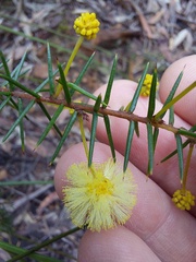 Acacia echinula