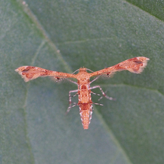 Nippoptilia cinctipedalis
