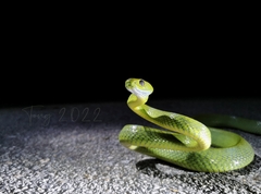 Boiga cyanea