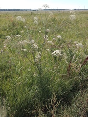 Cenolophium denudatum