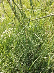 Cenolophium denudatum