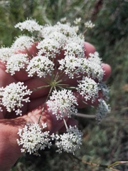 Cenolophium denudatum