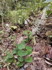 Peperomia resediflora