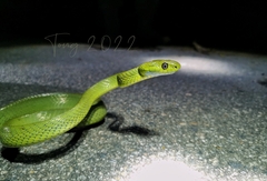 Boiga cyanea