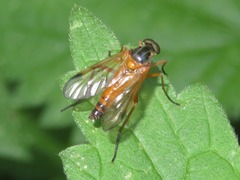 Rhagio immaculatus