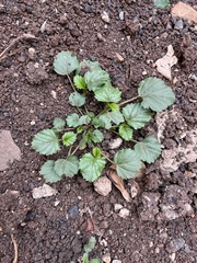 Malvastrum coromandelianum