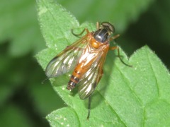 Rhagio immaculatus