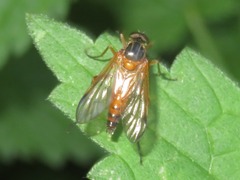 Rhagio immaculatus