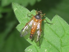 Rhagio immaculatus