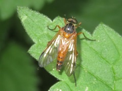 Rhagio immaculatus