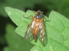 Rhagio immaculatus
